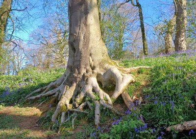 Monts des Flandres