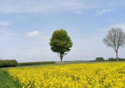 Avesnes-le-Comte
