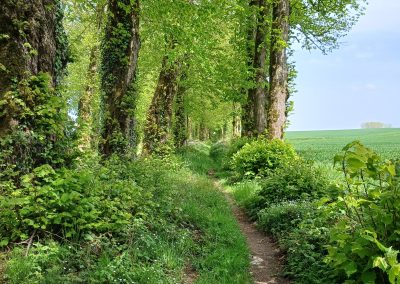 Avesnes-le-Comte