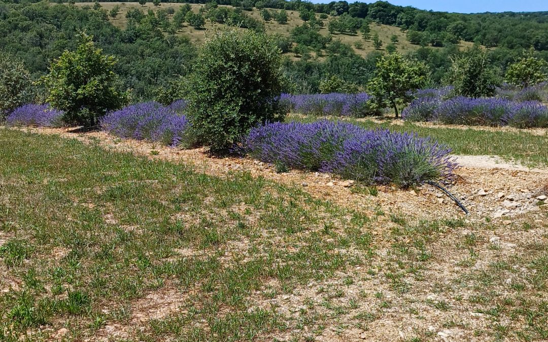 J13 et 14 : entrée sur les Causses du Quercy vers Cahors