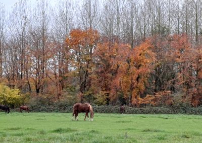 En campagne de Bouvines